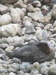Mergus merganser americanus