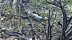 Grantiella picta