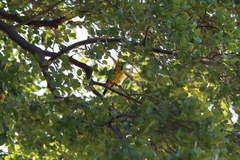 Icterus nigrogularis