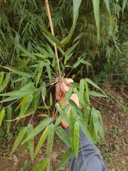 Merostachys claussenii
