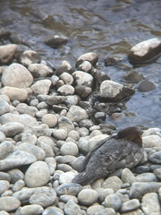 Mergus merganser americanus