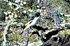 Grantiella picta