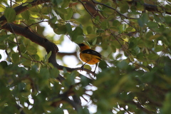 Icterus nigrogularis