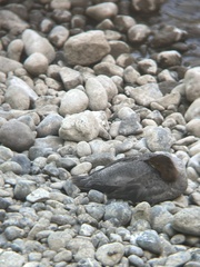 Mergus merganser americanus