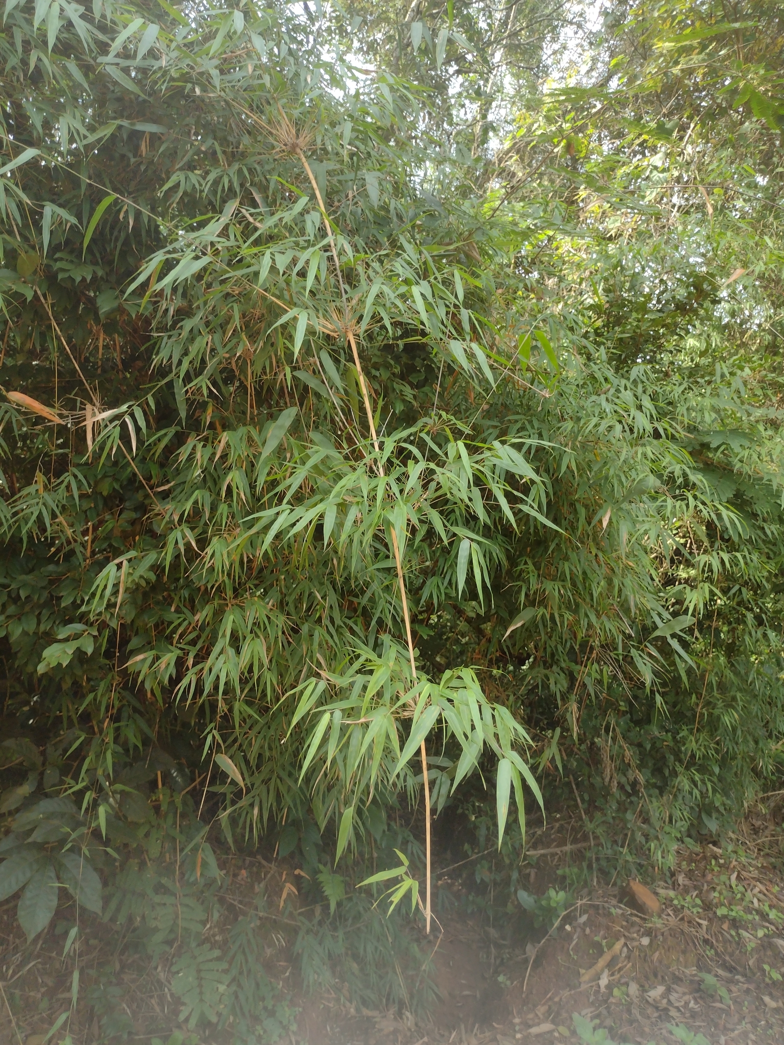 Merostachys claussenii