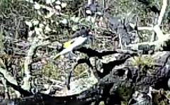 Grantiella picta