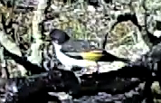 Grantiella picta