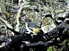 Grantiella picta