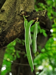 Parmentiera cereifera