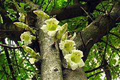 Parmentiera cereifera