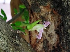Parmentiera cereifera