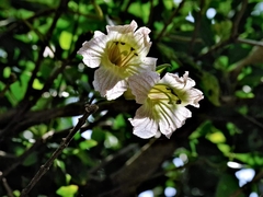 Parmentiera cereifera