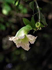 Parmentiera cereifera