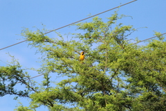 Icterus nigrogularis