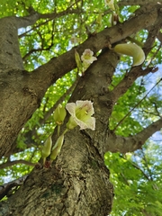 Parmentiera cereifera