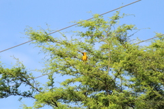 Icterus nigrogularis