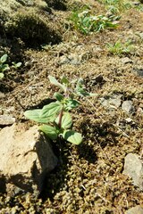 Phacelia verna