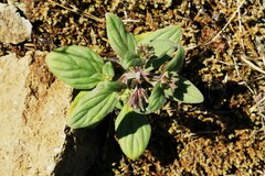 Phacelia verna