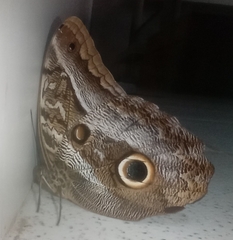 Caligo idomeneus