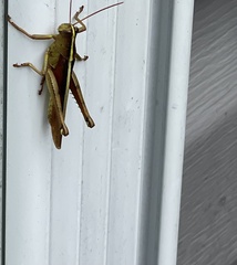 Schistocerca alutacea