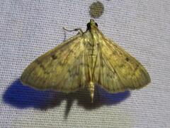Herpetogramma fluctuosalis