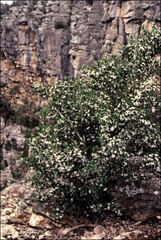 Philotheca trachyphylla