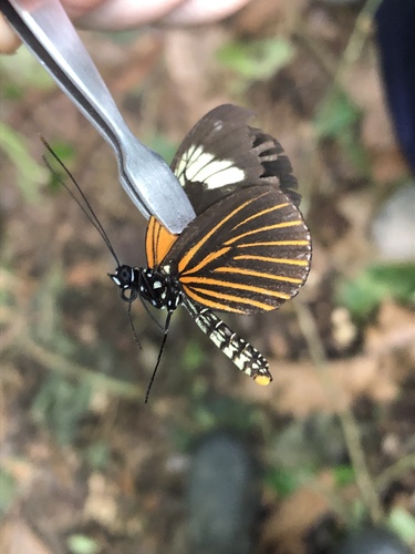 Heliconius xanthocles