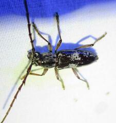 Elaphidion mimeticum