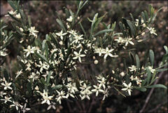 Philotheca trachyphylla