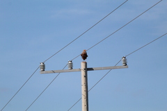 Buteogallus meridionalis