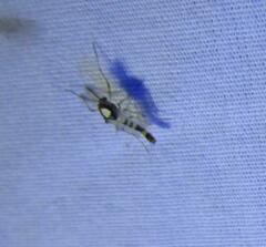 Coelotanypus tricolor