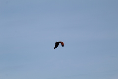 Buteogallus meridionalis