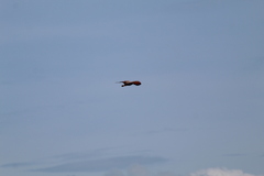 Buteogallus meridionalis