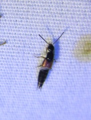 Philonthus rufulus