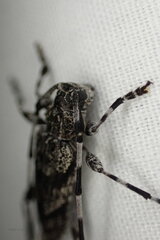 Acanthocinus obliquus