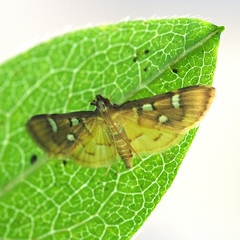 Cotachena alysoni
