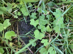 Hydrocotyle acutiloba