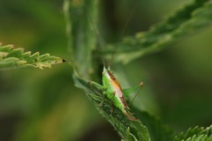 Conocephalus dorsalis