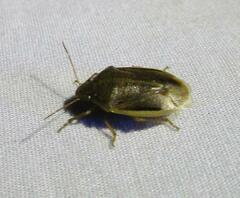 Chlorochroa saucia