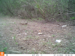 Crypturellus cinnamomeus