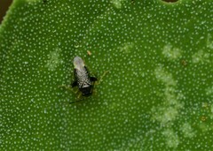 Microtechnites bractatus