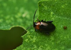 Disonycha xanthomelas