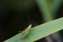 Conocephalus dorsalis
