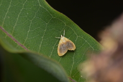 Glaphyria fulminalis