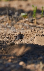 Spalacopus cyanus