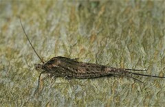Pedetontus saltator