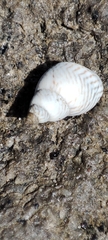 Echinolittorina ziczac