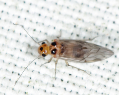 Peripsocus madidus
