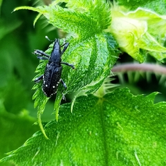 Peribleptus scalptus