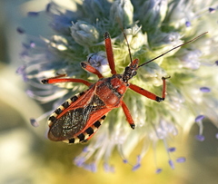 Rhynocoris iracundus